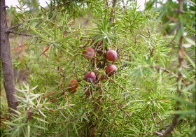 “Juniperus oxycedrus” (Enebro de la miera)